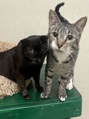 Meet Klinger the delightful 3-year-old brown tabby with a dash of white markings whos ready to cha