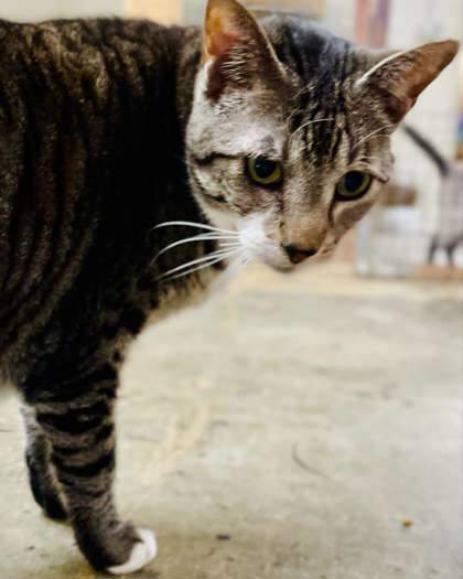 Klinger, an adoptable Domestic Short Hair in Metairie, LA, 70009 | Photo Image 1