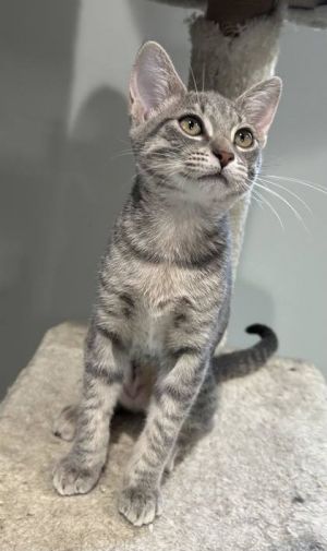Meet Fern the enchanting silver tabby female kitten with a personality as delic