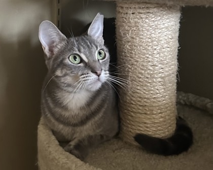 Fern, an adoptable Domestic Short Hair in Metairie, LA, 70009 | Photo Image 3