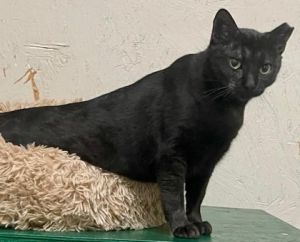 Meet Buttons the charming 2-year-old black cat Buttons found herself in a challenging situation wh