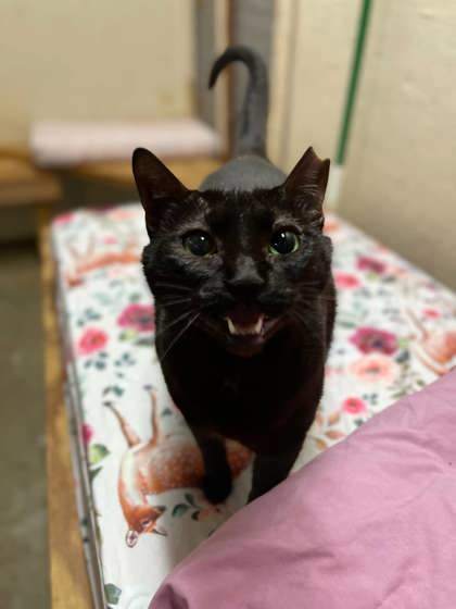 Buttons, an adoptable Domestic Short Hair in Metairie, LA, 70009 | Photo Image 2