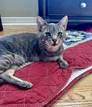 Meet Handsome a remarkable 3-year-old silver tabby whose name perfectly captures his striking appea