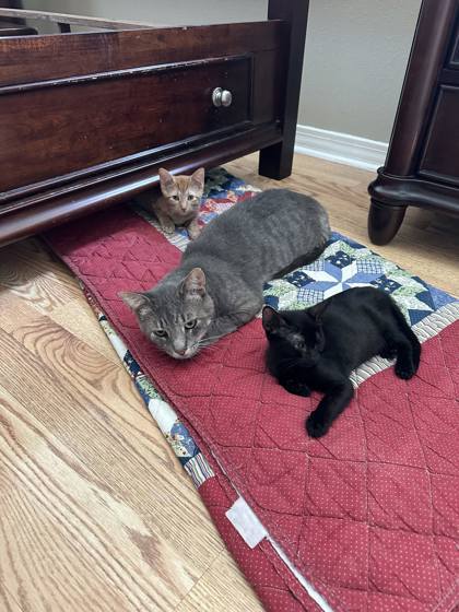 Handsome, an adoptable Domestic Short Hair in Metairie, LA, 70009 | Photo Image 2