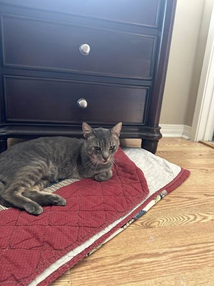 Handsome, an adoptable Domestic Short Hair in Metairie, LA, 70009 | Photo Image 3