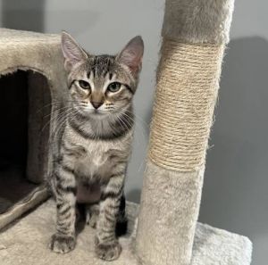 Introducing Maple a young brown tabby female kitten whose spirit is as gentle a