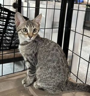 Olive Domestic Short Hair Cat