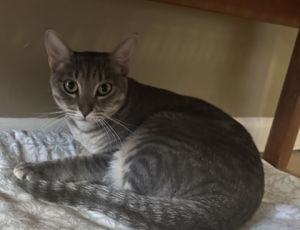 Introducing Rain a delightful silver tabby female kitten whose enchanting presence is like a gentle