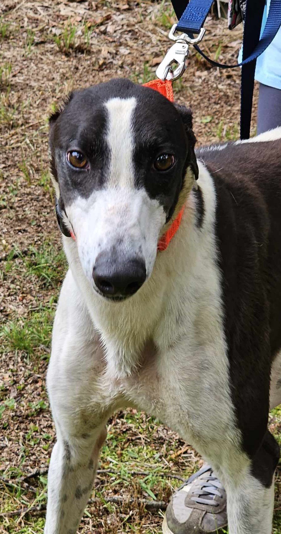 Buster, an adoptable Greyhound in Cherry Hill, NJ, 08034 | Photo Image 2