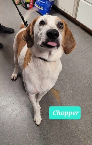 Chopper-Sponsored