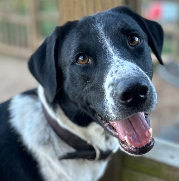 Brody, an adoptable Retriever in Dayville, CT, 06241 | Photo Image 1