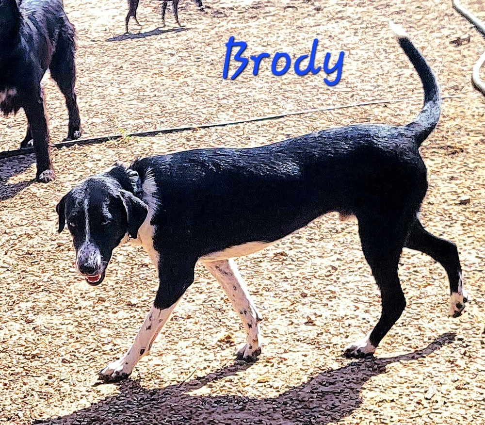 Brody, an adoptable Retriever in Dayville, CT, 06241 | Photo Image 2