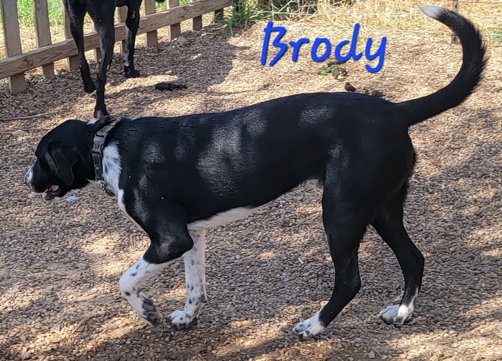 Brody, an adoptable Retriever in Dayville, CT, 06241 | Photo Image 3