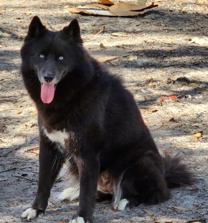 Full store black husky