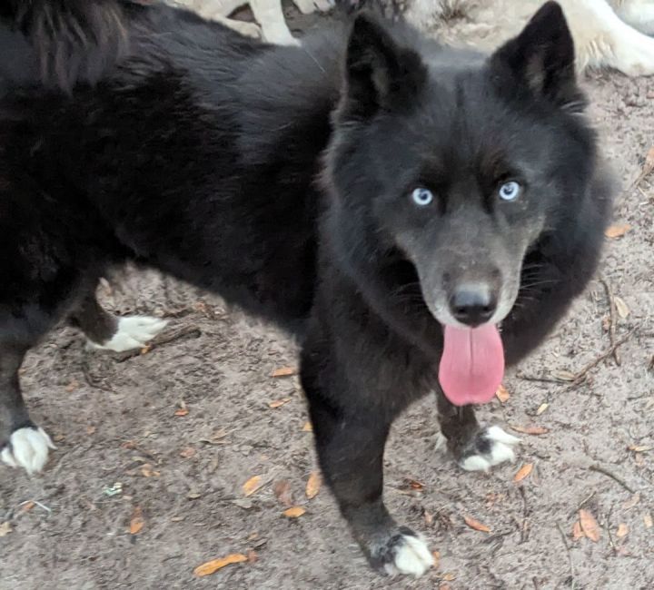 Black sales siberian husky