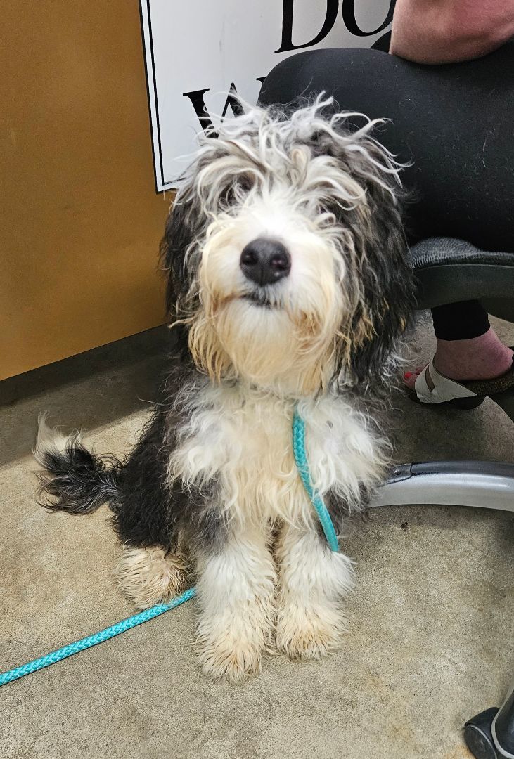 Dog for adoption - Knox, a Bernedoodle Mix in New Philadelphia, OH ...