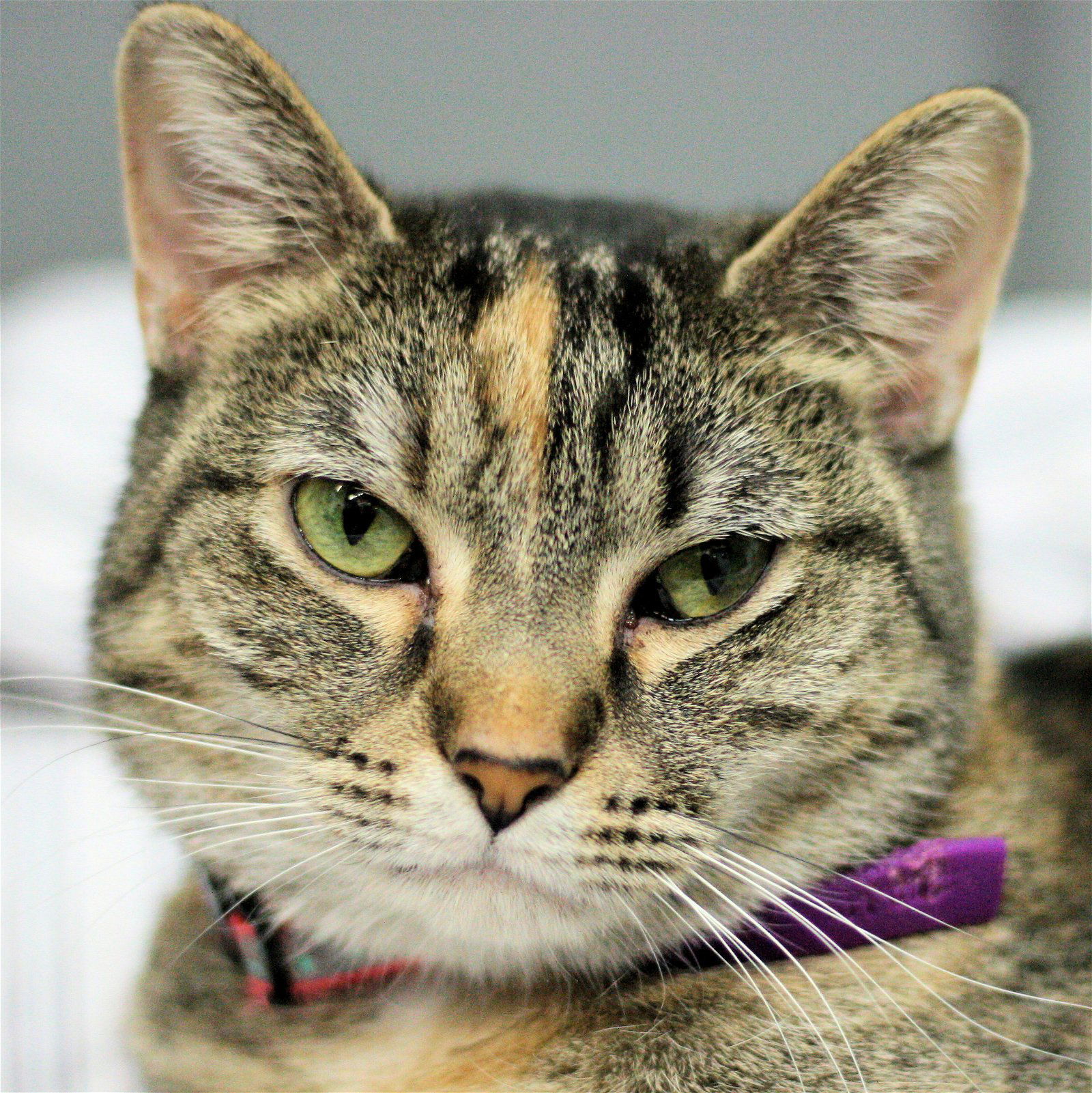 Maisey, an adoptable Calico, American Shorthair in Estherville, IA, 51334 | Photo Image 1