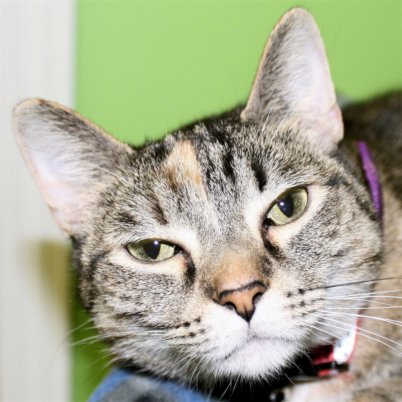 Maisey, an adoptable Calico, American Shorthair in Estherville, IA, 51334 | Photo Image 2