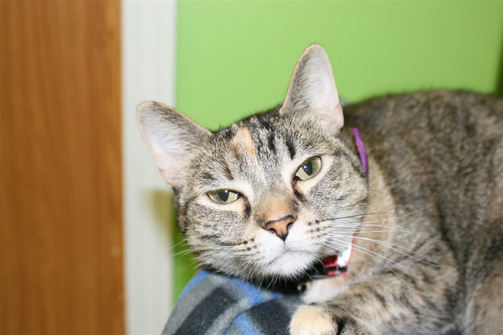 Maisey, an adoptable Calico, American Shorthair in Estherville, IA, 51334 | Photo Image 3