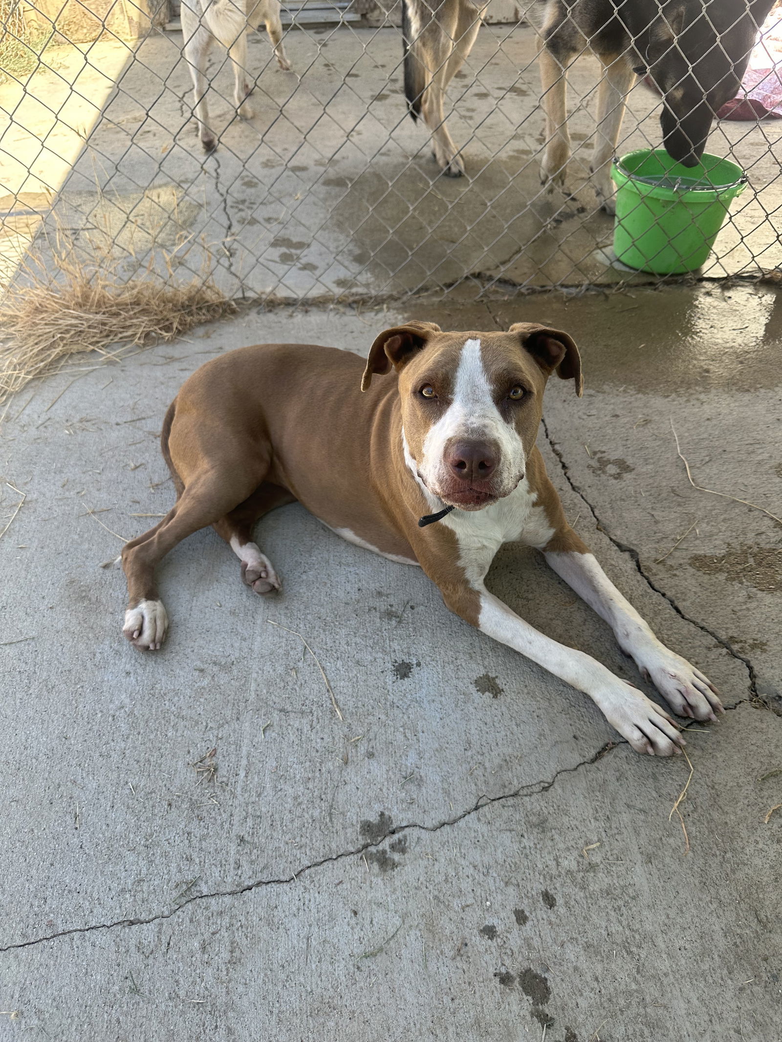 Donna Barkin, an adoptable Staffordshire Bull Terrier in Chico, CA, 95973 | Photo Image 1