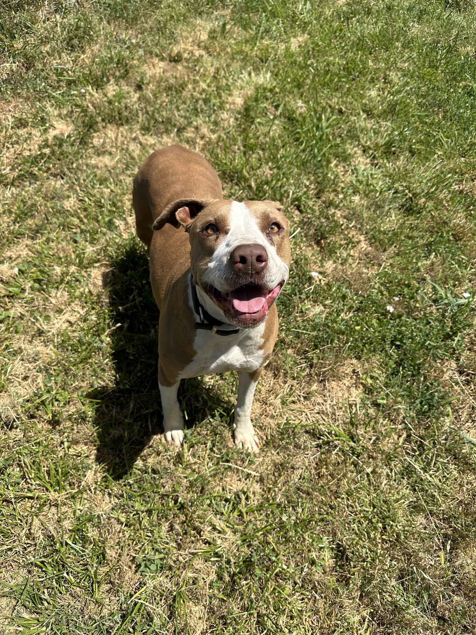 Donna Barkin, an adoptable Staffordshire Bull Terrier in Chico, CA, 95973 | Photo Image 2