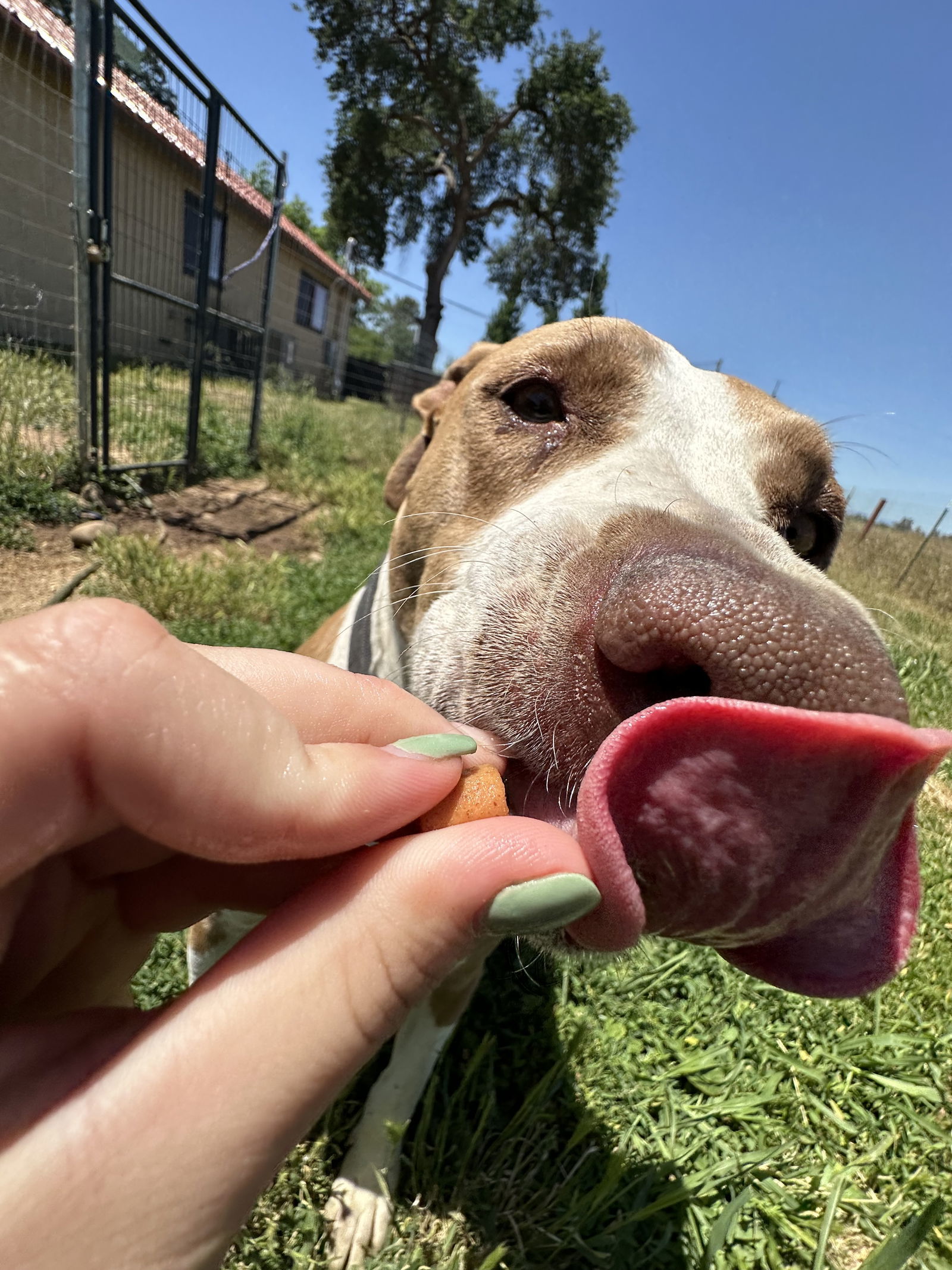 Donna Barkin, an adoptable Staffordshire Bull Terrier in Chico, CA, 95973 | Photo Image 3