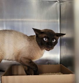 Jammy Seal point NYC Siam , an adopted Siamese in New York, NY_image-2