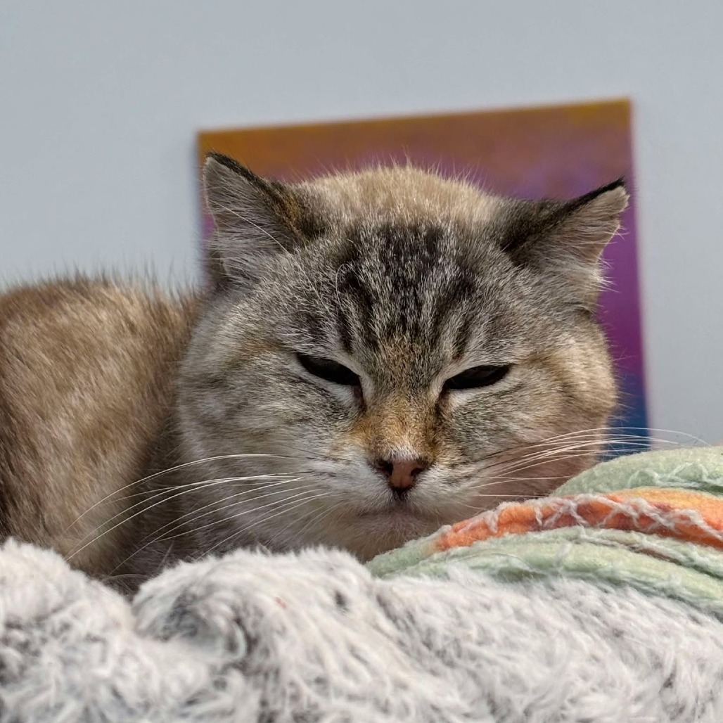 Wendy, an adoptable Siamese in Sheridan, WY, 82801 | Photo Image 1