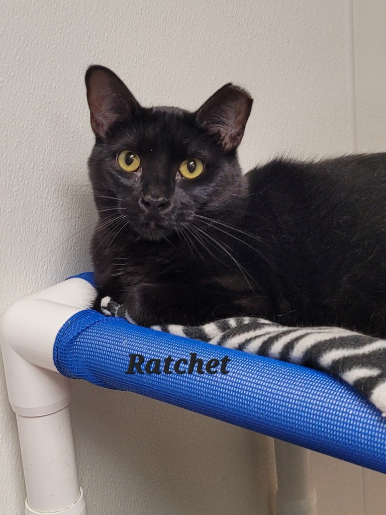 Ratchet, an adoptable Domestic Short Hair in Cedar Rapids, IA, 52404 | Photo Image 1