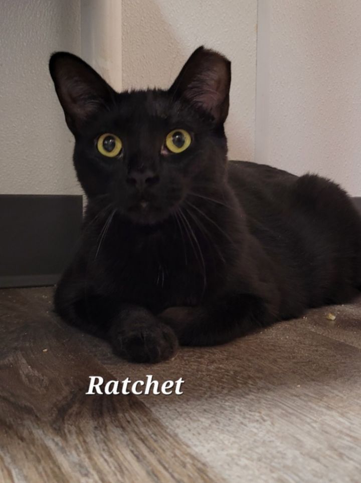 Ratchet 2