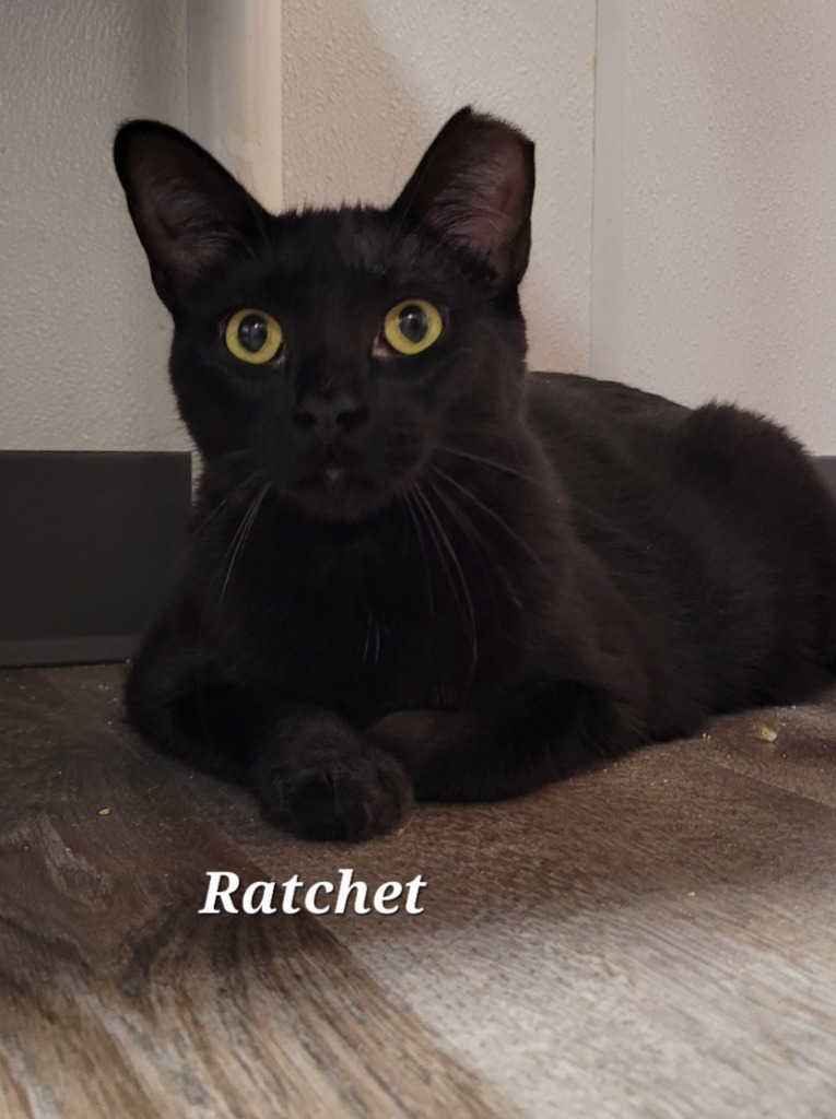 Ratchet, an adoptable Domestic Short Hair in Cedar Rapids, IA, 52404 | Photo Image 2