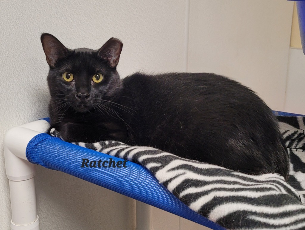 Ratchet, an adoptable Domestic Short Hair in Cedar Rapids, IA, 52404 | Photo Image 3