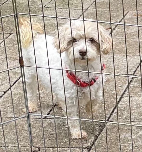 Dog for adoption Hellan, a Havanese in Otsego, MI Petfinder