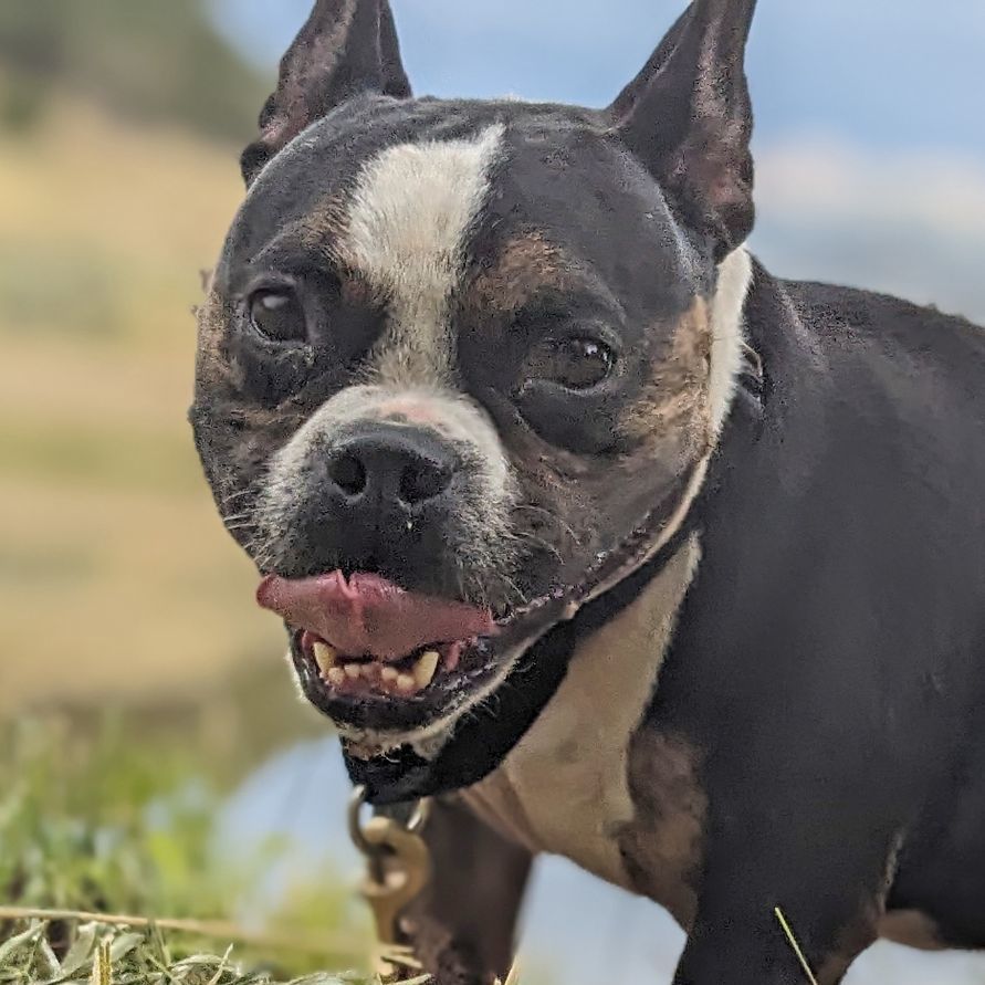 Denver, an adoptable French Bulldog in Ridgway, CO, 81432 | Photo Image 2