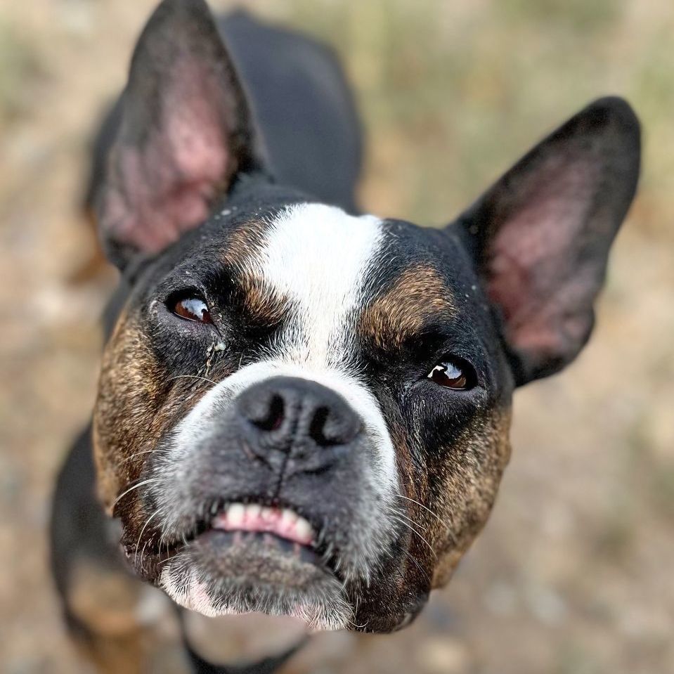 Denver, an adoptable French Bulldog in Ridgway, CO, 81432 | Photo Image 3