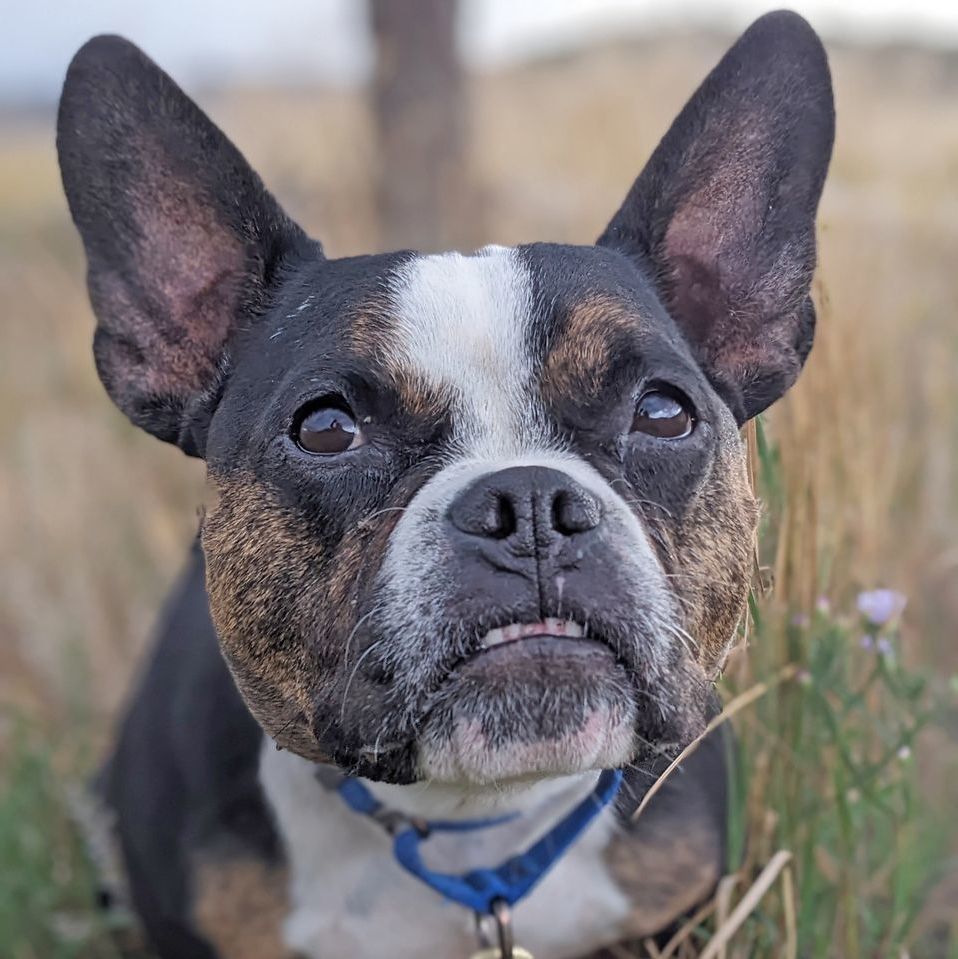 Denver, an adoptable French Bulldog in Ridgway, CO, 81432 | Photo Image 6
