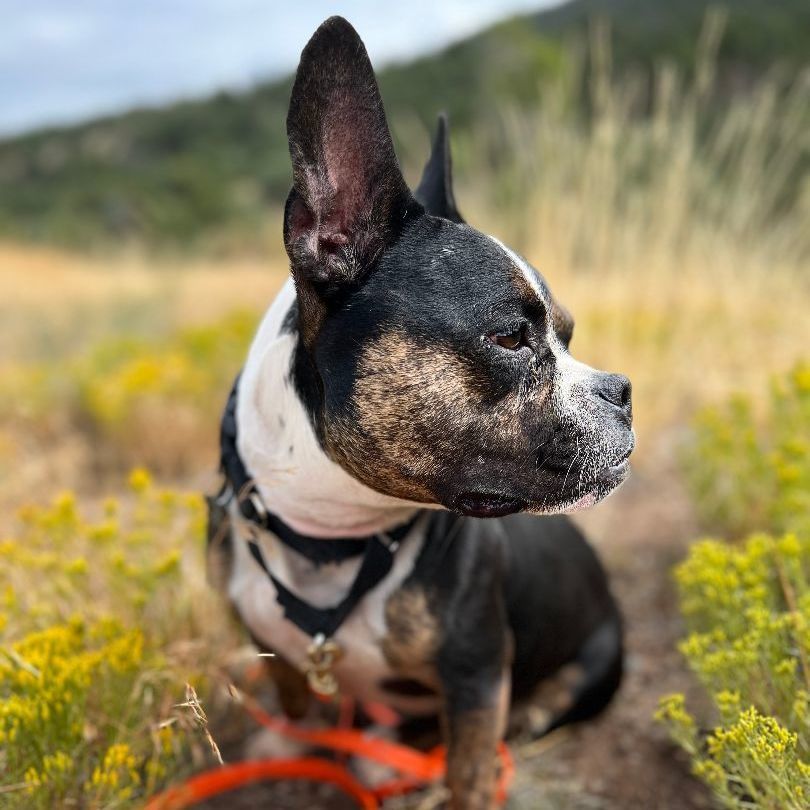 Denver, an adoptable French Bulldog in Ridgway, CO, 81432 | Photo Image 1