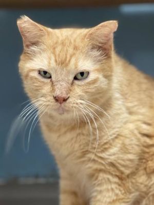 Meet Goldie the rare and wonderful 9-year-old orange tabby who has faced lifes challenges with gra