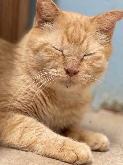 Goldie, an adoptable Domestic Short Hair in Metairie, LA, 70009 | Photo Image 3