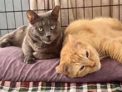 Gracie(Foster Needed)