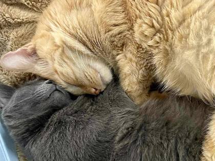 Gracie(Foster Needed), an adoptable Domestic Short Hair, Russian Blue in River Ridge, LA, 70123 | Photo Image 2