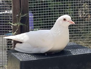 Hudson is a sun-loving peaceful pigeon who would love to find a home where he w