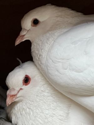 Dill is a sweet gentle King pigeon hen who is married to big husbird Terrence