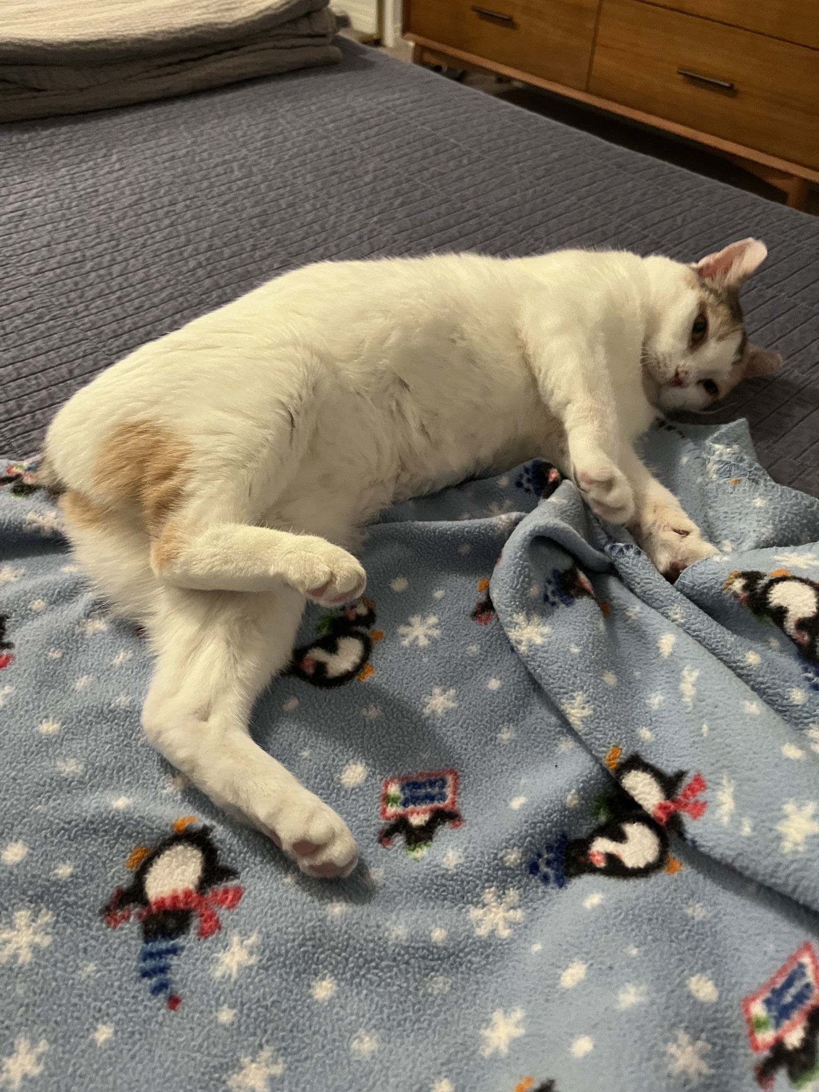 Morelia, an adoptable Domestic Short Hair in San Diego, CA, 92115 | Photo Image 2