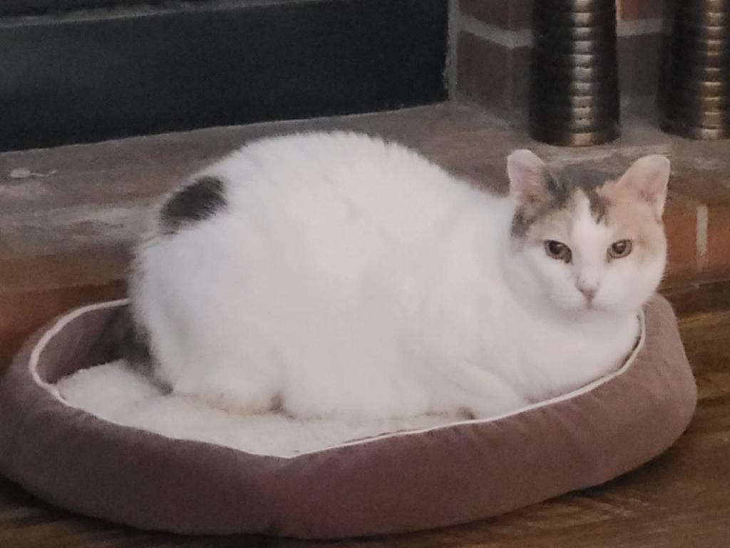 Morelia, an adoptable Domestic Short Hair in San Diego, CA, 92115 | Photo Image 3