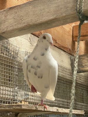 Please apply to adopt httpwwwpigeonrescueorgbirdsapply-to-foster-or-adopt