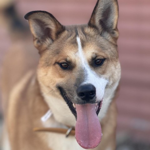 Duke