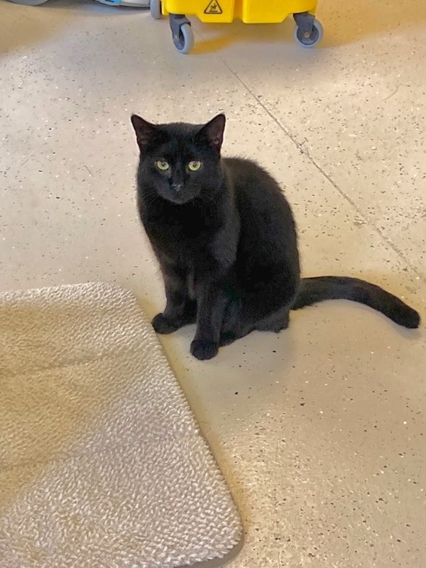 Maisey, an adoptable Domestic Short Hair in Blountville, TN, 37617 | Photo Image 1