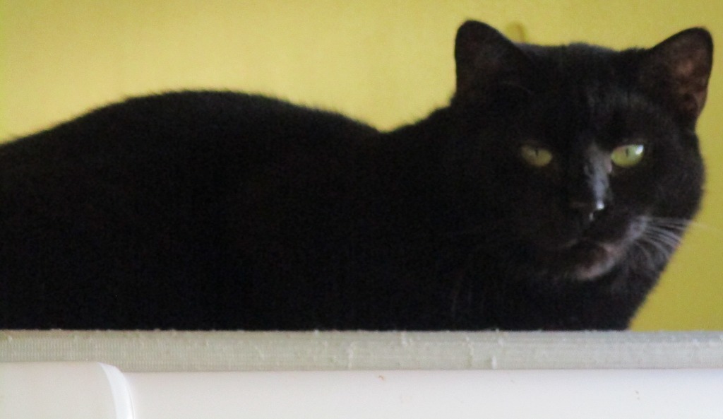 Maisey, an adoptable Domestic Short Hair in Blountville, TN, 37617 | Photo Image 2