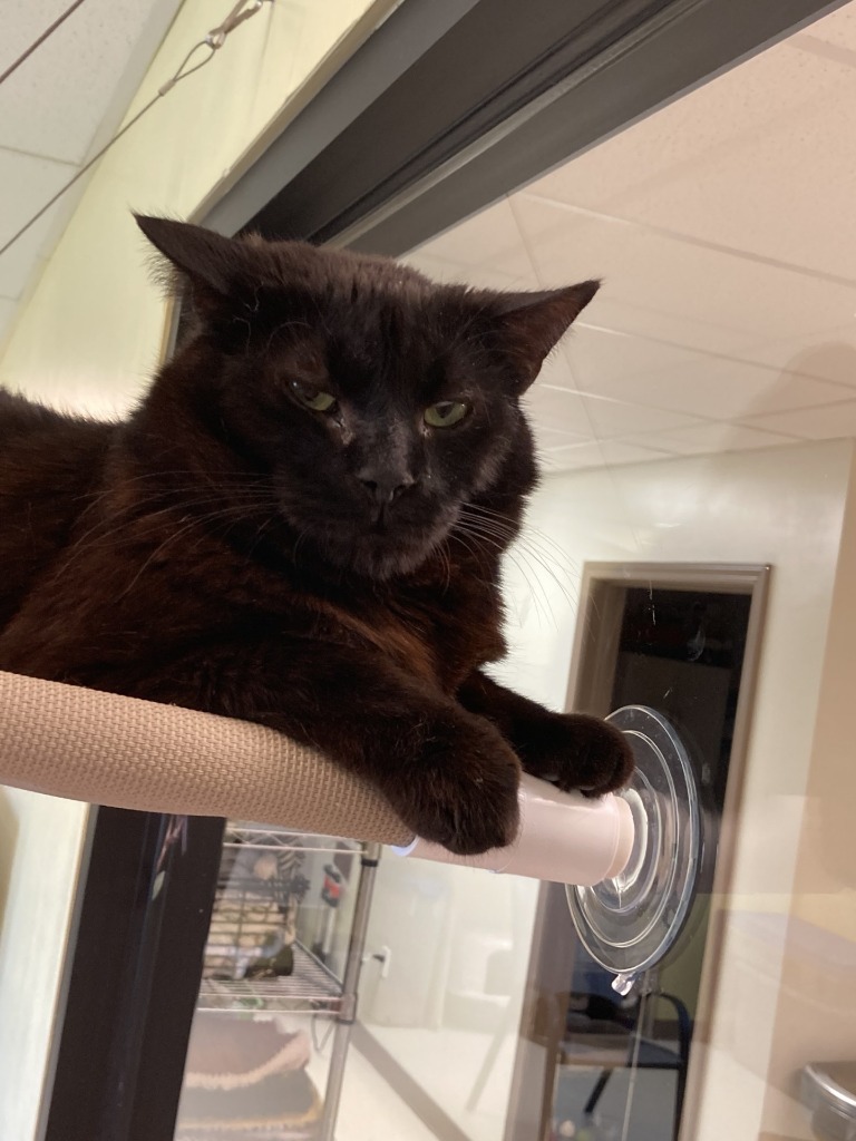 Maisey, an adoptable Domestic Short Hair in Blountville, TN, 37617 | Photo Image 3